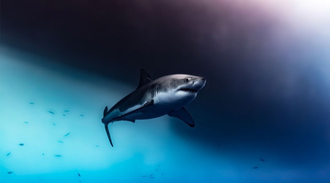 Underwater photography 1