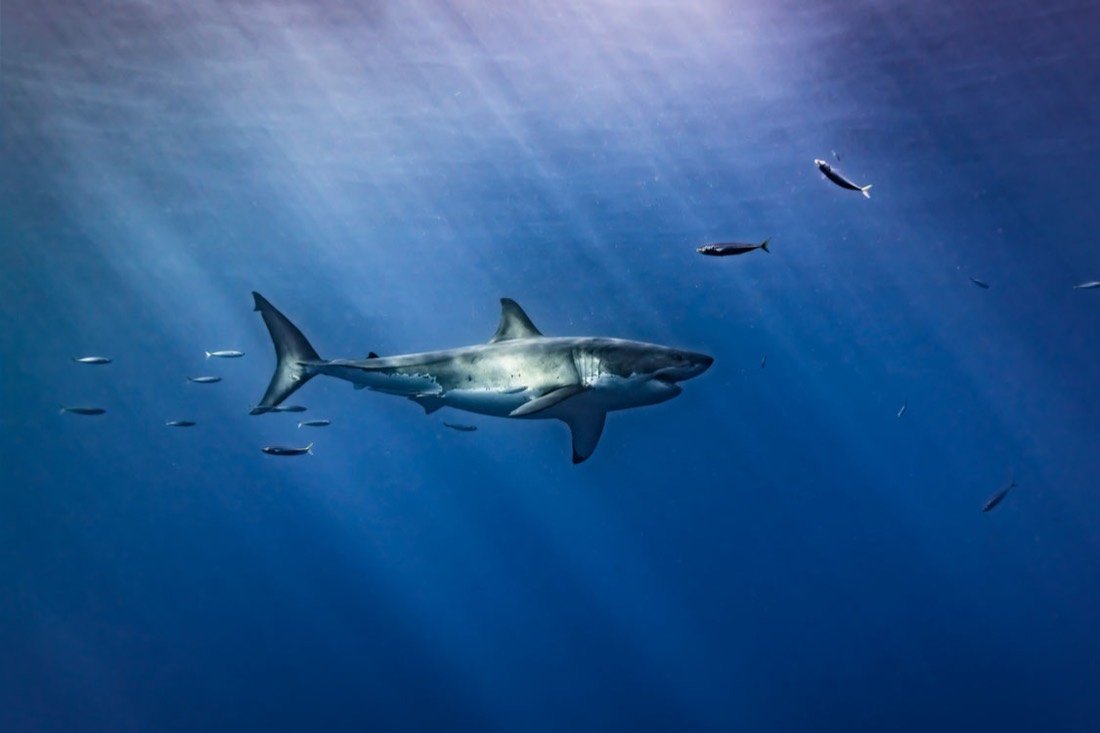 Underwater photography 4