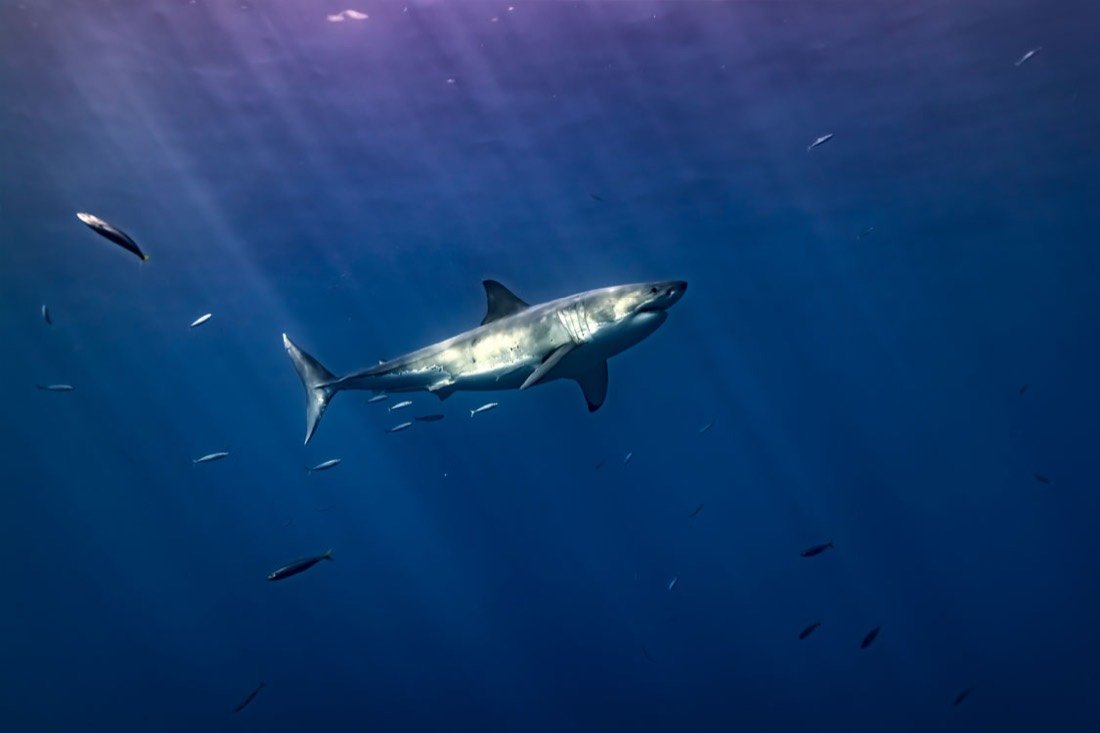 Underwater photography 7