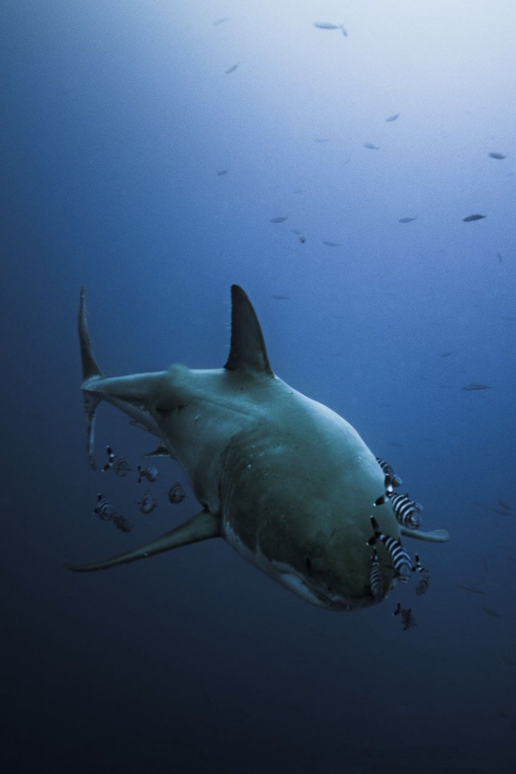 Underwater photography 8