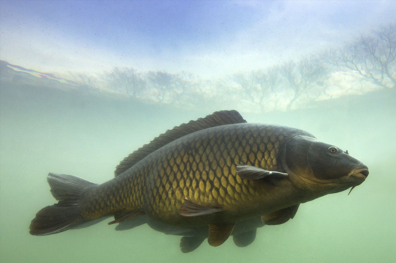 High Thorn Farm carp in lake